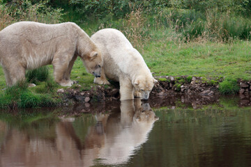 Fototapeta premium bear reflection