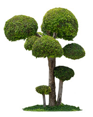 Naklejka premium This is a tree with multiple green, round leaves.