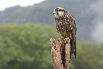Wanderfalke
Shaheen falcon (Falco peregrinus peregrinator)
