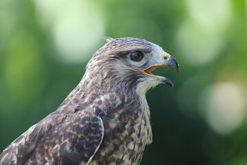 Bussard