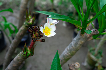 One blooming flower of Plumeria rubra Linn. cv. Acutifolia.