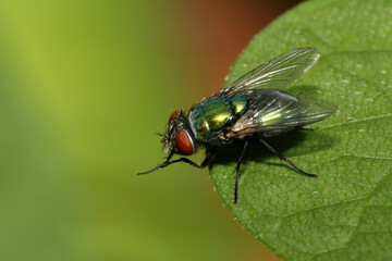 Kaisergoldfliege sitzt auf Blatt