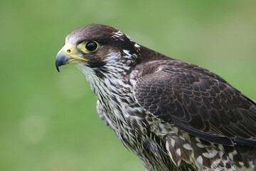 Saker falcon 
Sakerfalke