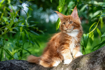 A very beautiful Maine kitten sitting on the tree in nature.