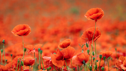 Champs de fleurs de coquelicots en été dans la campagne en france