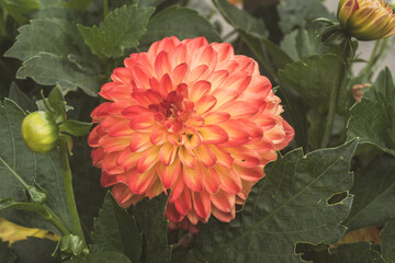 Horizontal photo of an orange flower. Type: Dahlia Orange Nugget