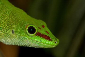 Großer Madagaskar-Taggecko..