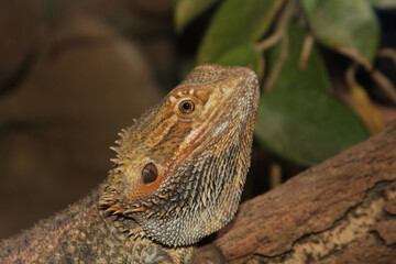 Bartagame sitzt auf einem Stamm.