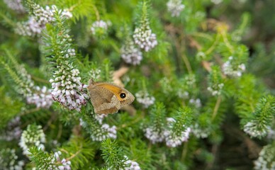 Papillon myrtil sur une fleur, bruyère