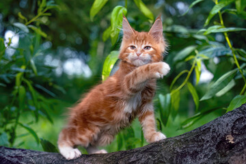 A very beautiful Maine kitten sitting on the tree in nature.