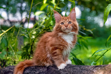 A very beautiful Maine kitten sitting on the tree in nature.