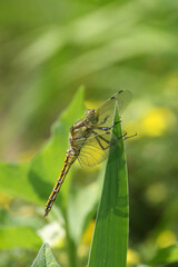 Dragonfly
Plattbauch Libelle