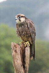 Wanderfalke
Shaheen falcon (Falco peregrinus peregrinator)