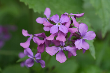 Closeup on the purple flower of the annual honesty wildflower, Lunaria annua