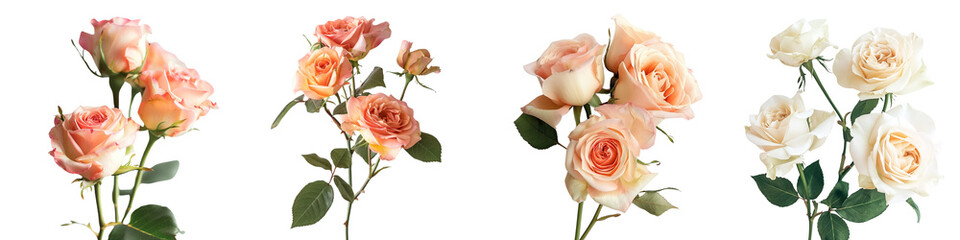 set of Full Bloom Fresh Roses in W, Fresh Roses in Full Bloom, Elegant Fresh Roses in Full Bloom, Beautiful Fresh Roses, Lush Fresh Roses, Gorgeous Roses, Fresh Roses, on a transparent backgrounds