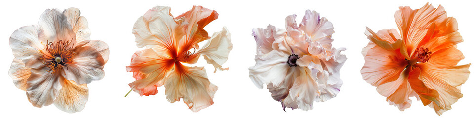 set of A rough texture combined with abstract flower petals, texture abstract flower petals, abstract flower petals combined, abstract flower texture, study in rough text, on a transparent backgrounds