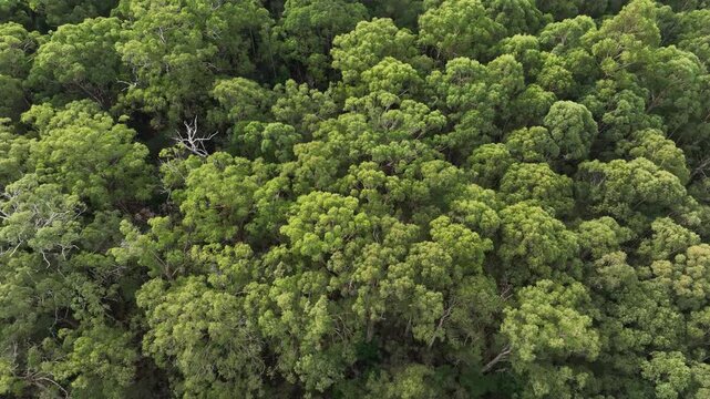agroforestry plantation of beautiful gum Trees and shrubs in the Australian bush forest. Gumtrees and native plants growing in Australia in spring