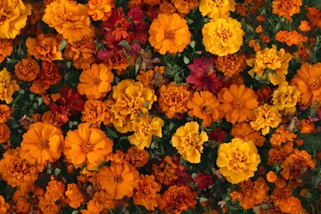 orange chrysanthemum flower