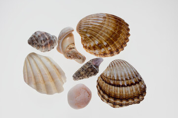 freigestellte Muschelfragmente vom Nordseestrand