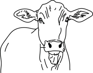 Cow head line drawing vector art. Vector of a cow.