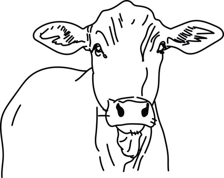 recommend clip art: Cow head line drawing vector art. Vector of a cow.