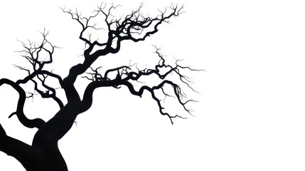 Obraz premium Spooky Whimsical Tree Silhouette with Reaching Branches on White Background