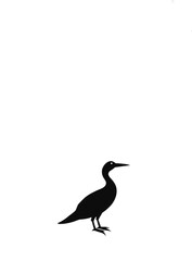 Pan kauri Bird vector art illustration 