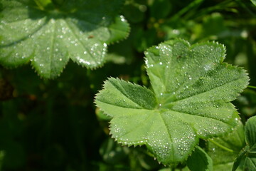Green leaf of alchemilla covered with morning dew. Close-up. Green background. foliage background