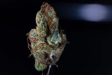 Cannabis makroaufnahme nahaufnahme von cannabis 