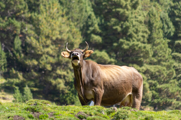 brown cow with horns mooing in a wooded mountain landscape