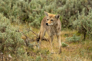 Curious Coyote Wanders Through Bushes In Lamar Valley