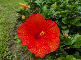 Colorful Hibiscus rosa-sinensis blooming in the garden.