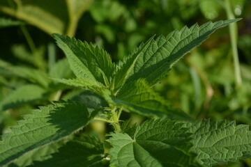 Green nettle leaves in the sun. Close up. Green background. Foliage background. Urtica dioica, often known as common nettle, stinging nettle
