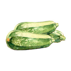 zucchini watercolor illustration on white background