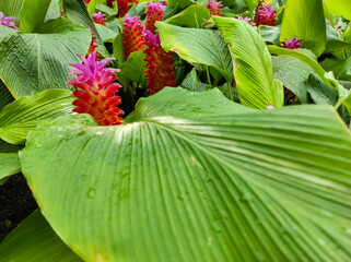 The beauty of Curcuma sessilis flowers blooming in the garden.