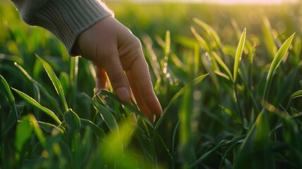 A hand gently caressing green wheat stalks in a field, illuminated by soft, warm sunlight, evoking a sense of peace and connection to nature.