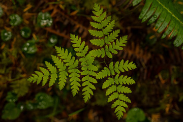 Young Fern Grows From The Forest Floor In Mount Rainier