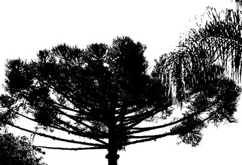 tree silhouette. Araucaria tree under the sky. foliage of trees.