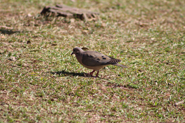 bird in the grass. small bird on the lawn. animal under the grass.