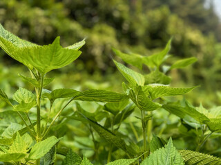 Perilla leaves, close-up of growing perilla leaves