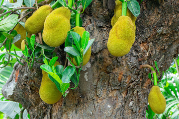 Ripe jackfruit hanging from a tree branch. artocarpus heterophyllus