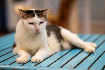 A calm cat relaxes on a blue wooden table in a cozy indoor setting, basking in the warm afternoon light