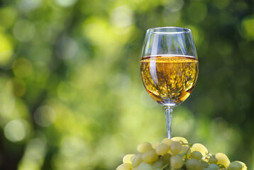 glass white wine standing in a heap of grapes with green garden