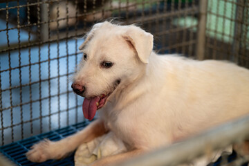 Friendly white dog resting in a kennel at an animal shelter during a sunny afternoon