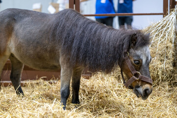 A small pony grazing peacefully among fresh hay in a warm, inviting stable setting during a calm...