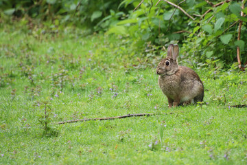 Wild hare crouching in the meadow, wild hare at the edge of a meadow, cute brown rabbit looking curiously