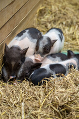 Adorable piglets play and rest together in a cozy straw-filled barn during the early afternoon on a sunny day © Kridsadar
