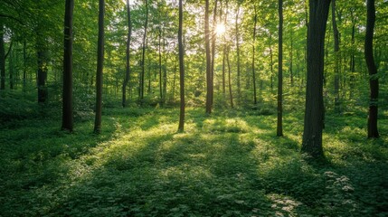 Obraz premium Sunlight filtering through the trees in a lush green forest