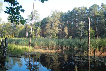 Jesienne mokradła w Puszcy Kampinoskiej © Grzegorz