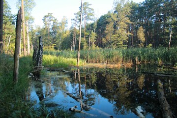 Jesienne mokradła w Puszcy Kampinoskiej © Grzegorz